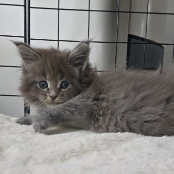 chaton Maine coon blue silver mackerel tabby Atlas Chatterie Des Coons de l'ouanne