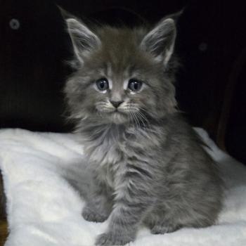 chaton Maine coon blue silver mackerel tabby Atlas Chatterie Des Coons de l'ouanne