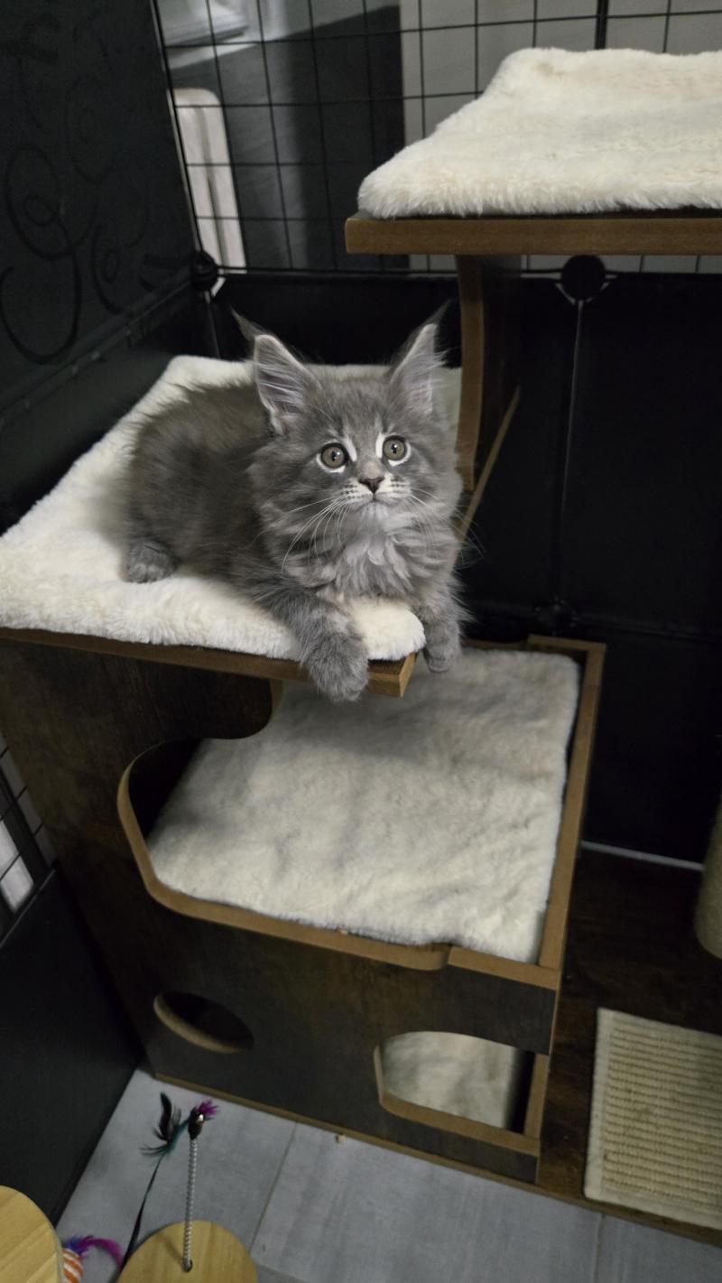 Atlas Mâle Maine coon