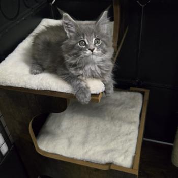 chaton Maine coon blue silver mackerel tabby Atlas Chatterie Des Coons de l'ouanne