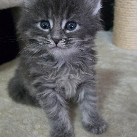 Aby Femelle Maine coon