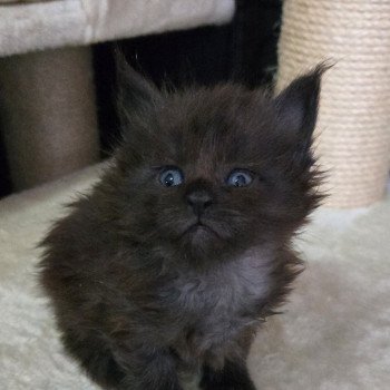 chaton Maine coon black smoke Azalée Chatterie Des Coons de l'ouanne