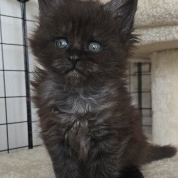chaton Maine coon black smoke Azalée Chatterie Des Coons de l'ouanne