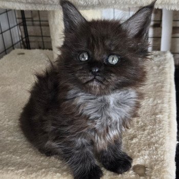 chaton Maine coon black smoke Azalée Chatterie Des Coons de l'ouanne