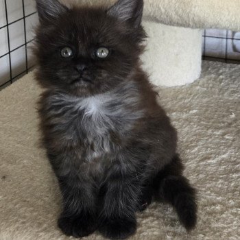 chaton Maine coon black smoke Azalée Chatterie Des Coons de l'ouanne