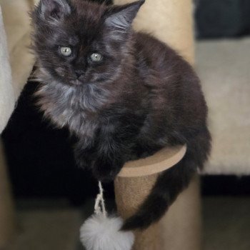 chaton Maine coon black smoke Azalée Chatterie Des Coons de l'ouanne