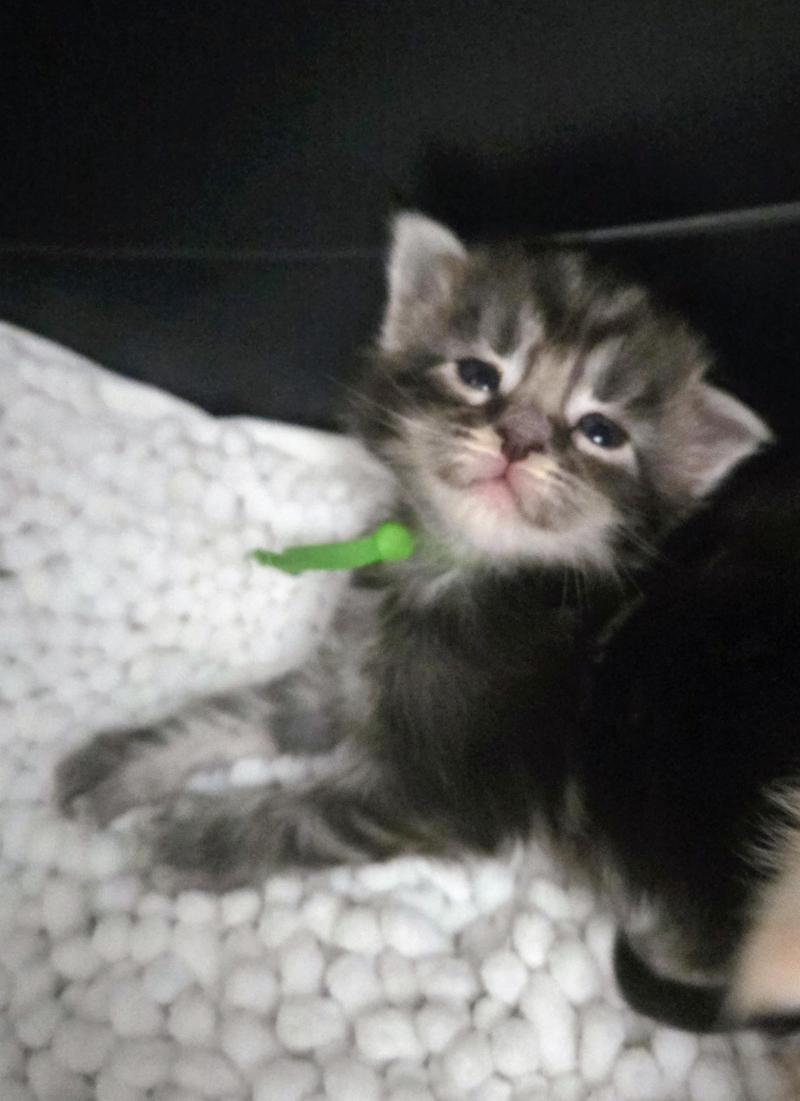 Baghera Mâle Maine coon