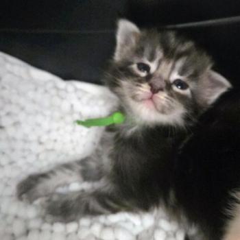 chaton Maine coon cream silver blotched tabby Baghera Chatterie Des Coons de l'ouanne