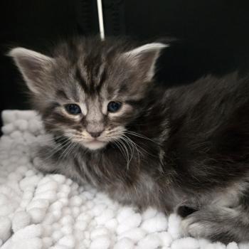 chaton Maine coon black silver blotched tabby Baghera Chatterie Des Coons de l'ouanne