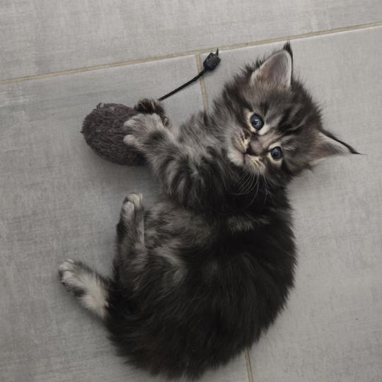 Baghera Mâle Maine coon