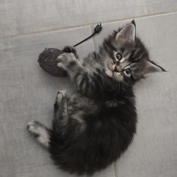 chaton Maine coon black silver blotched tabby Baghera Chatterie Des Coons de l'ouanne