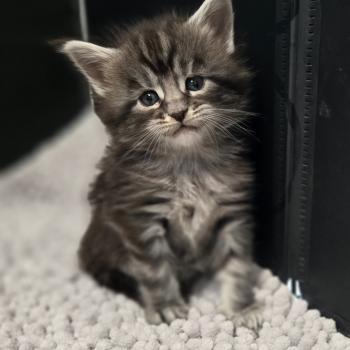 chaton Maine coon black silver blotched tabby Bella Chatterie Des Coons de l'ouanne