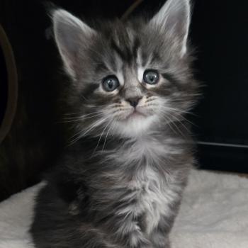 chaton Maine coon black silver blotched tabby Bella Chatterie Des Coons de l'ouanne