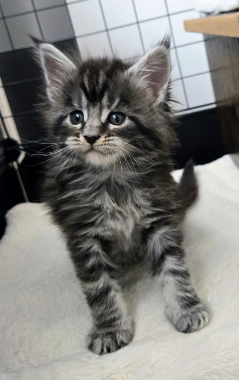 Baya Femelle Maine coon
