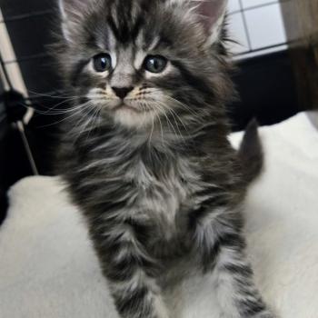 chaton Maine coon black silver blotched tabby Bella Chatterie Des Coons de l'ouanne
