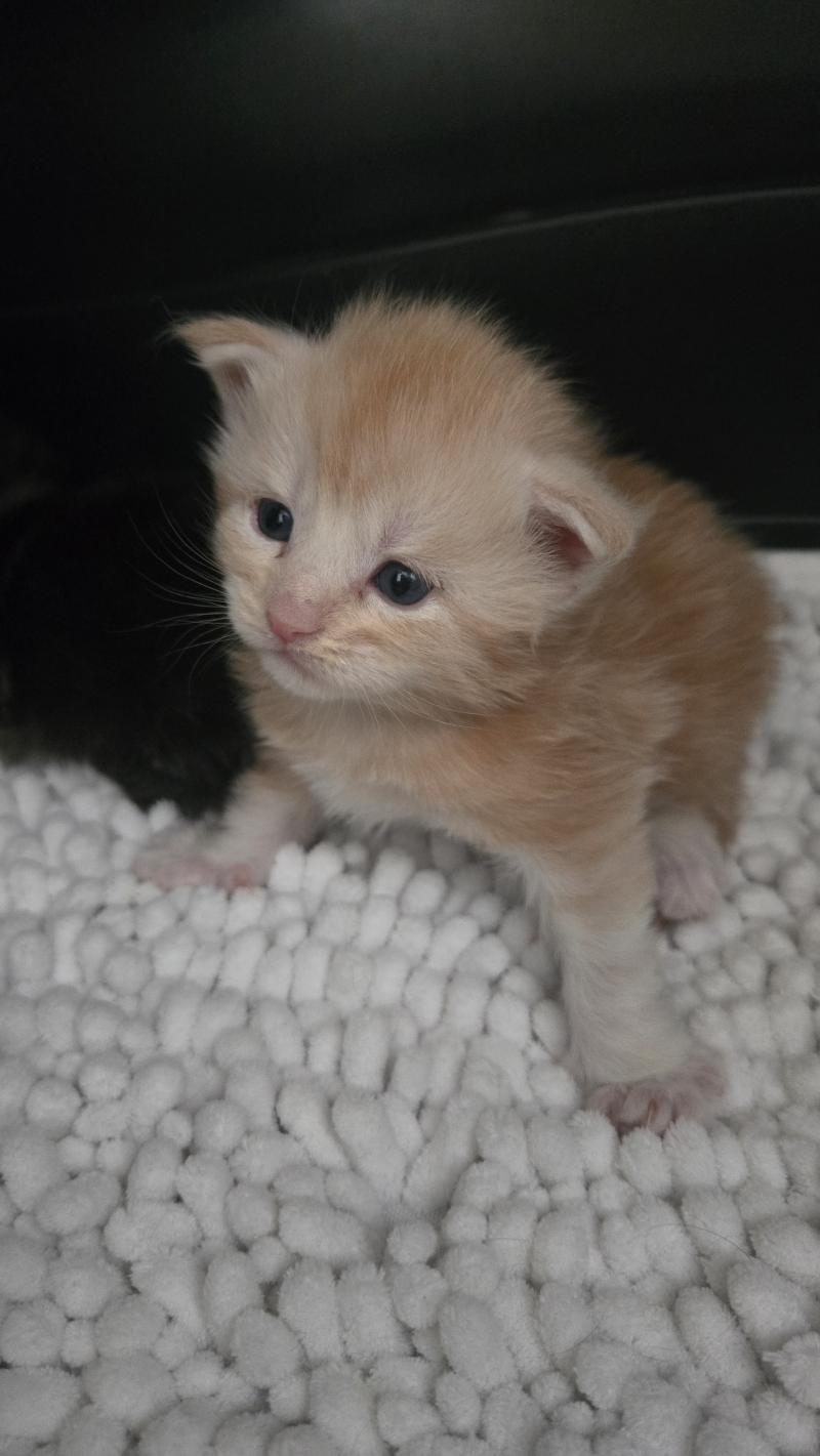 Baloo Mâle Maine coon