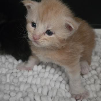 chaton Maine coon black silver blotched tabby Baloo Chatterie Des Coons de l'ouanne