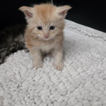 chaton Maine coon red blotched tabby Baloo Chatterie Des Coons de l'ouanne