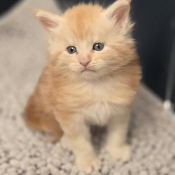 chaton Maine coon red blotched tabby Baloo Chatterie Des Coons de l'ouanne
