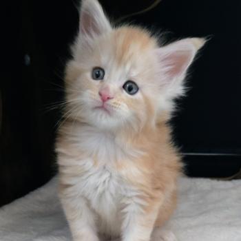 chaton Maine coon red silver blotched tabby Baloo Chatterie Des Coons de l'ouanne