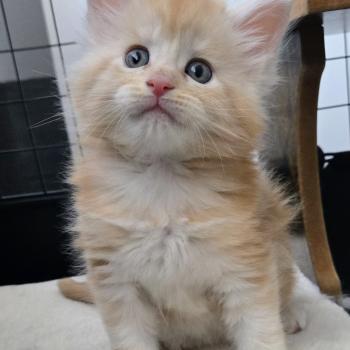 chaton Maine coon red silver blotched tabby Baloo Chatterie Des Coons de l'ouanne