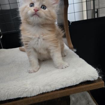 chaton Maine coon red silver blotched tabby Baloo Chatterie Des Coons de l'ouanne