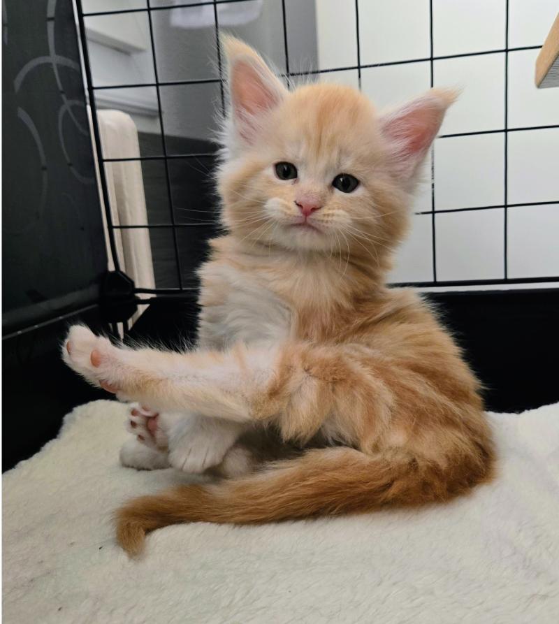 Baloo Mâle Maine coon