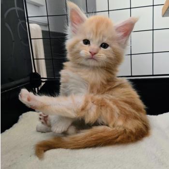 chaton Maine coon red silver blotched tabby Baloo Chatterie Des Coons de l'ouanne