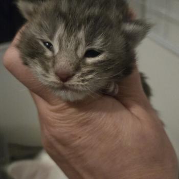 chaton Maine coon blue blotched tabby Bella Chatterie Des Coons de l'ouanne