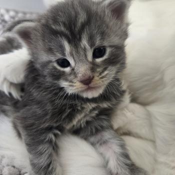 chaton Maine coon blue blotched tabby Bella Chatterie Des Coons de l'ouanne