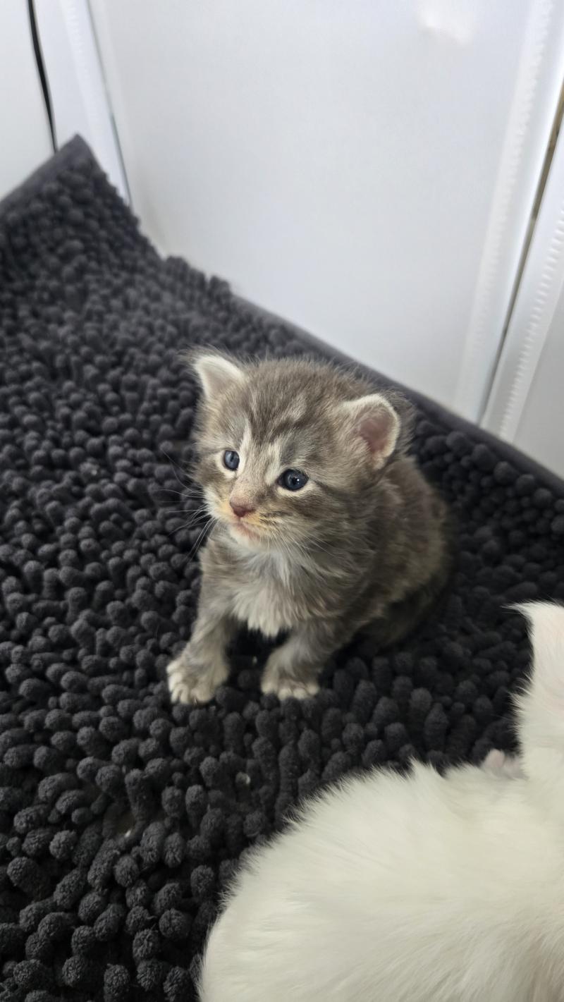 Bella Femelle Maine coon