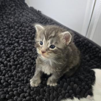 chaton Maine coon blue blotched tabby Bella Chatterie Des Coons de l'ouanne