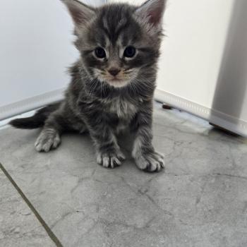 chaton Maine coon blue blotched tabby Bella Chatterie Des Coons de l'ouanne