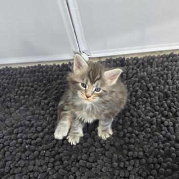 chaton Maine coon blue blotched tabby Bella Chatterie Des Coons de l'ouanne