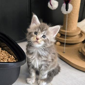 chaton Maine coon blue blotched tabby Bella Chatterie Des Coons de l'ouanne