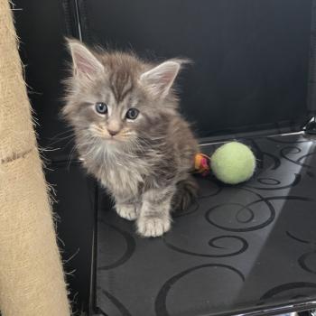 chaton Maine coon blue blotched tabby Bella Chatterie Des Coons de l'ouanne