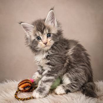 chaton Maine coon blue blotched tabby Bella Chatterie Des Coons de l'ouanne