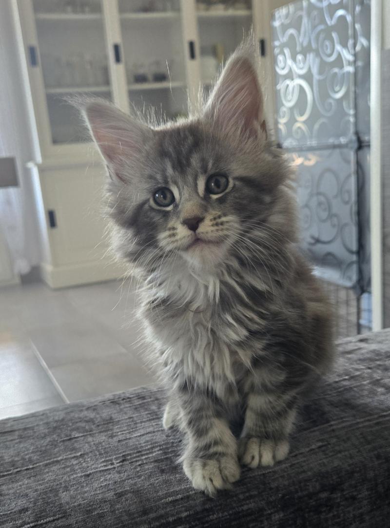 Brooklyn Femelle Maine coon