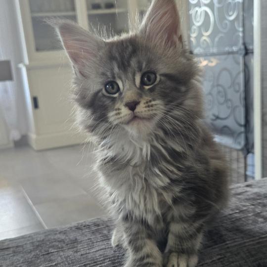 Brooklyn Femelle Maine coon