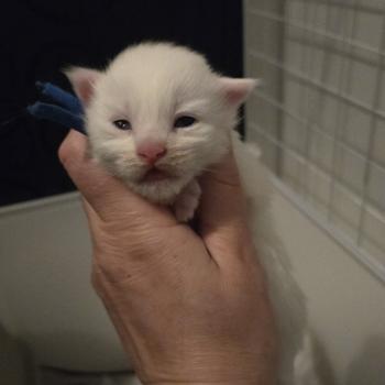 chaton Maine coon white Betty Chatterie Des Coons de l'ouanne