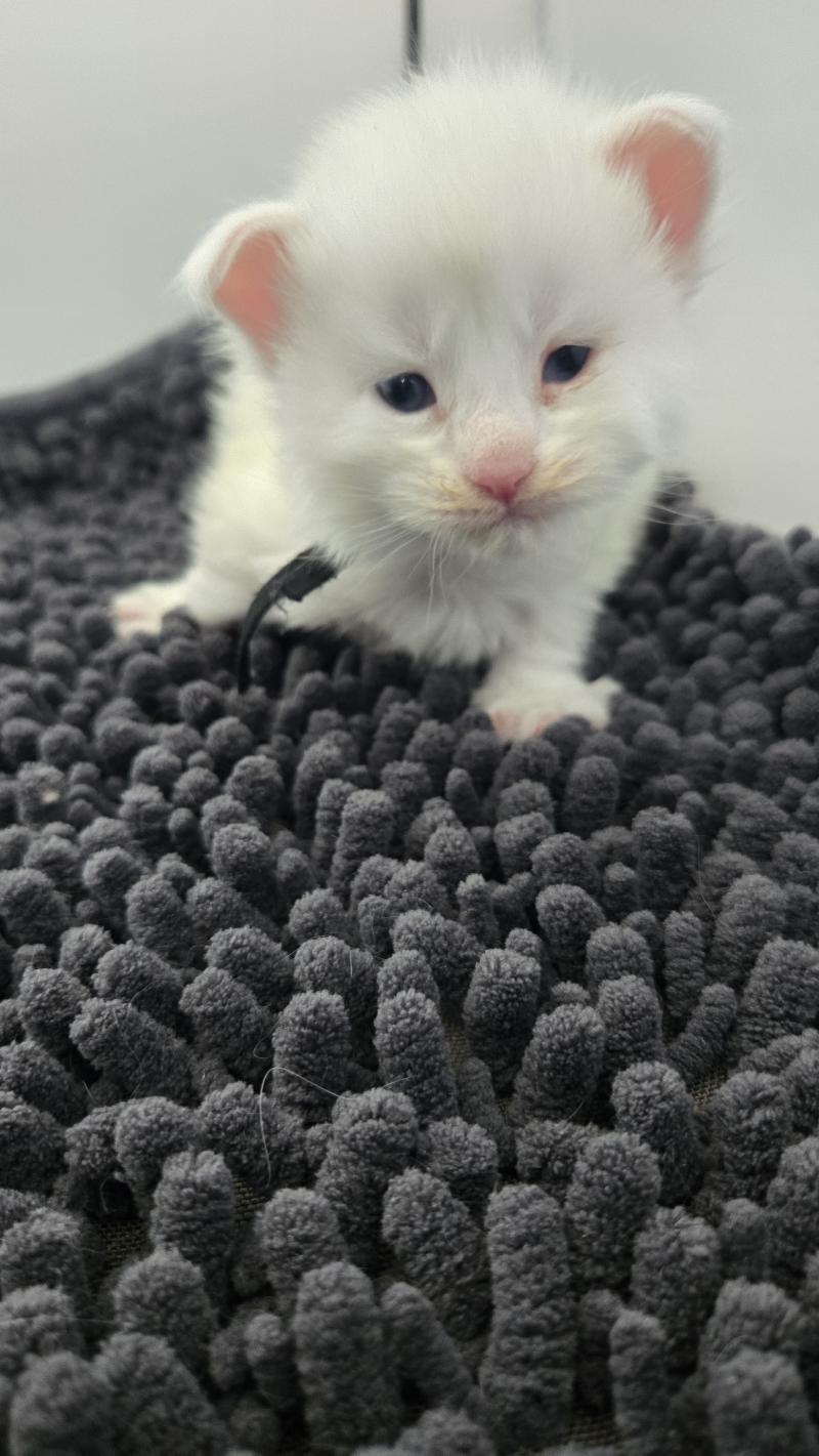 Baba yaga Femelle Maine coon