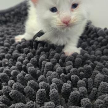chaton Maine coon white Baba yaga Chatterie Des Coons de l'ouanne
