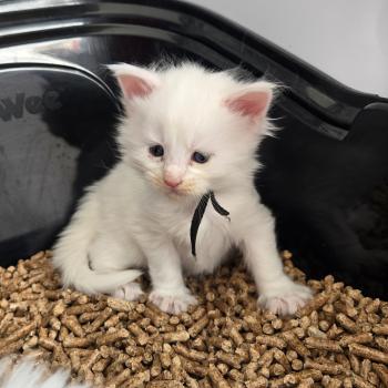 chaton Maine coon white Baba yaga Chatterie Des Coons de l'ouanne