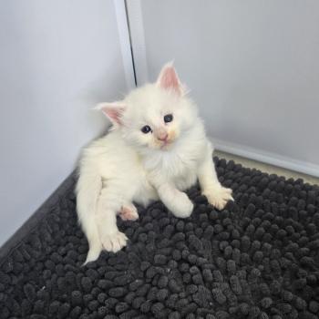 chaton Maine coon white Baba yaga Chatterie Des Coons de l'ouanne