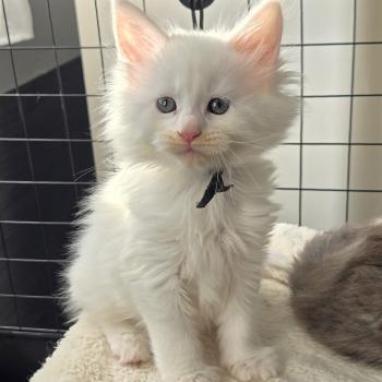 chaton Maine coon white Baba yaga Chatterie Des Coons de l'ouanne