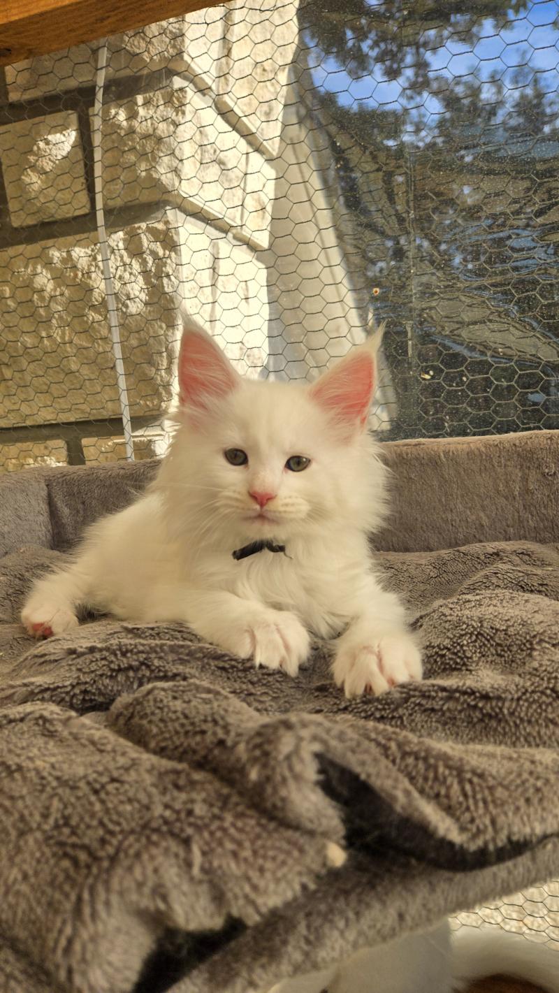 Baba yaga Femelle Maine coon