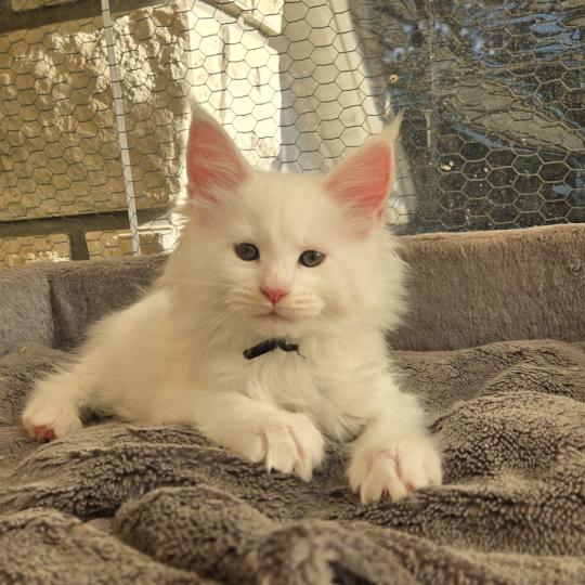 Baba yaga Femelle Maine coon