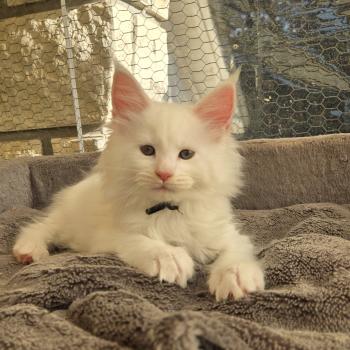 chaton Maine coon white Baba yaga Chatterie Des Coons de l'ouanne