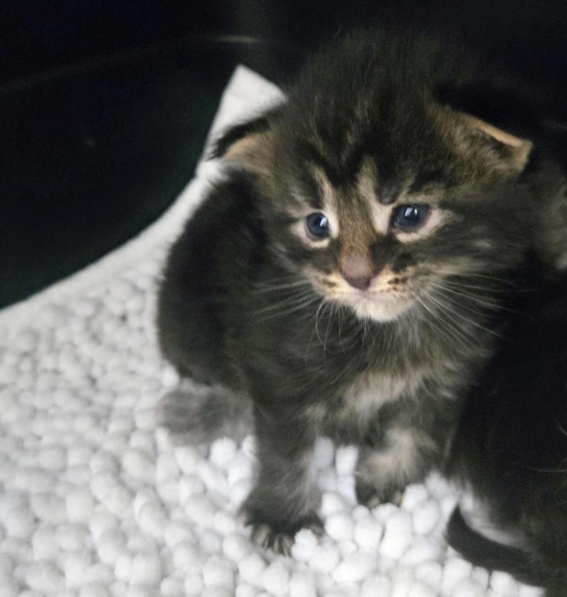 Browni Mâle Maine coon