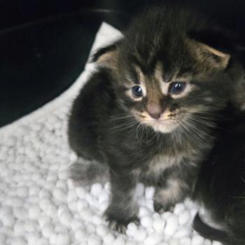 chaton Maine coon black silver blotched tabby Browni Chatterie Des Coons de l'ouanne